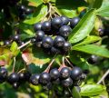 aronia_krzew.jpg