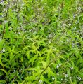 lippia_trojlistna_werbena_cytrynowa_roslina.jpg