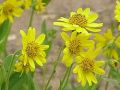 arnika_kwiat.jpg