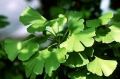 gingko biloba roslina.jpg