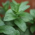 mieta_zielona_roslina.jpg