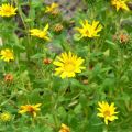 grindelia_roslina.jpg