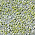 chlorella_algi.jpg
