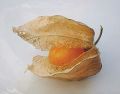 220px-Physalis.jpg