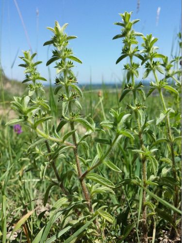 Sideritis_montana_sl5-768x1024.jpg