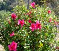 hibiskus1.jpg