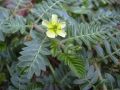 Tribulus_terrestris.jpg