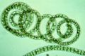 spirulina1.jpg
