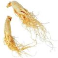 żeńszeń root.jpg