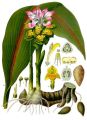 Curcuma_zedoaria.jpg
