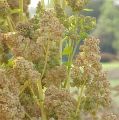 quinoa_biala_roslina.jpg