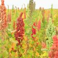 quinoa_czerwona_roslina.jpg