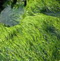 spirulina_algi.jpg