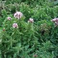oregano_roslina.jpg