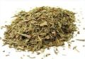 ginkgo dried leaves.jpg