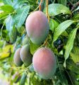 mango_drzewo.jpg