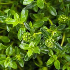 Savory - spice - 30g