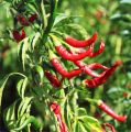 pieprz_cayenne_roslina.jpg