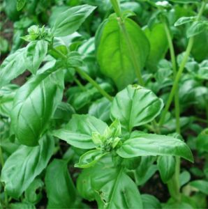 BASIL - spice - dried herb - 30g