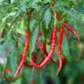 chili_roslina.jpg