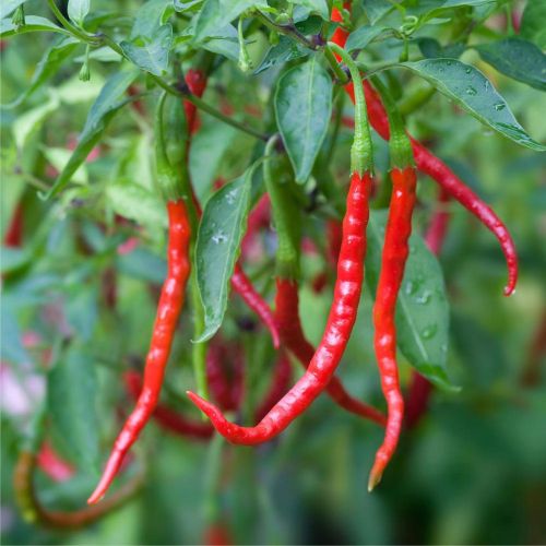 chili_roslina.jpg