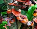 reishi.jpg