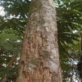 chuchuhuasi tree.jpg