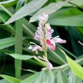 galangal_roslina.jpg