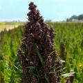 quinoa_czarna_roslina.jpg