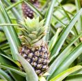 ananas_roslina.jpg
