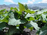 Yacon root  snacks - 500g