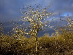 Palo Santo - wood - 500g