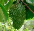 soursop_image1.jpg