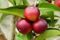 camu_camu_fruit.jpg