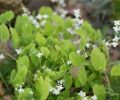epimedium_skornice.jpg
