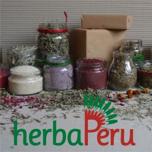 Pyrola  - herb - 1000g (1kg) (1) (1)
