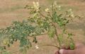 moringa_roslina.jpg