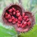 annatto-seeds-in-pods1.jpg