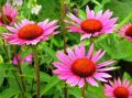 echinacea.jpg