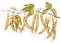 fasola dried beans.jpg