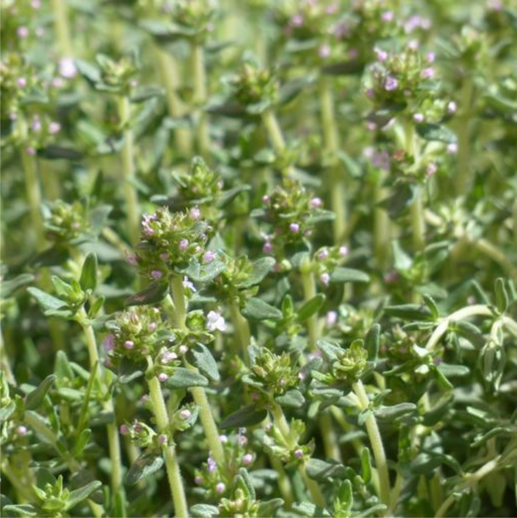 Tarragon (estragon) - spice - 30g